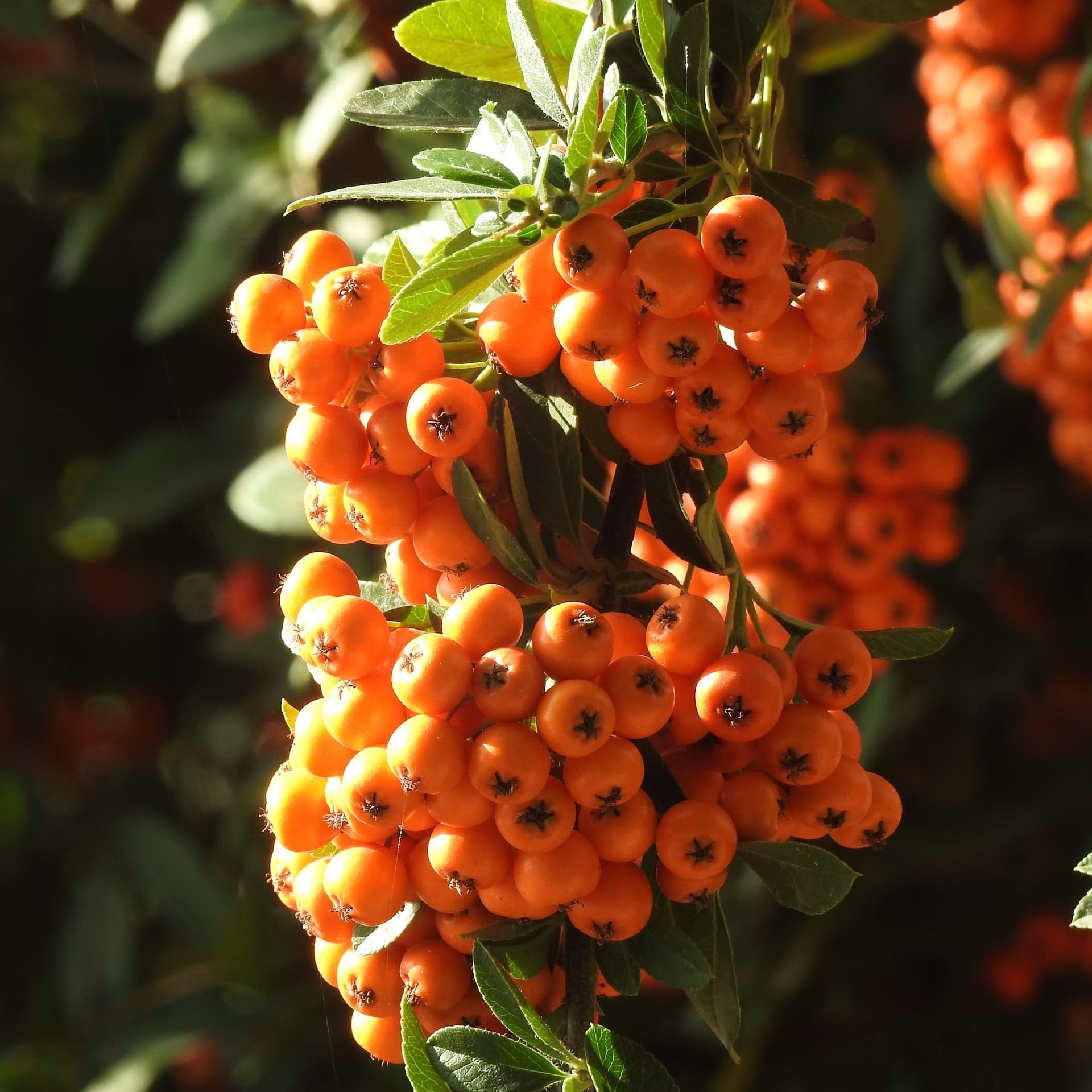 The AEDIT team covers Does Sea Buckthorn Actually Work As a Natural Botox Replacement?