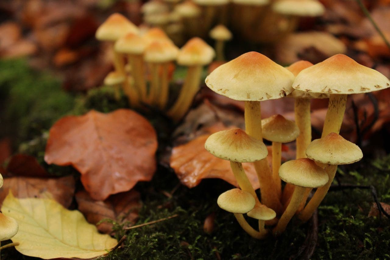 What Do Adaptogens Really Do For The Skin?